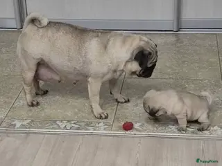 Mopshond honden Mopshond puppy’s - Advertentie 1