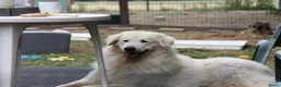 Kuvasz honden te koop: **Bijzondere Kuvasz pups uit een droomcombinatie** - Advertentie 35