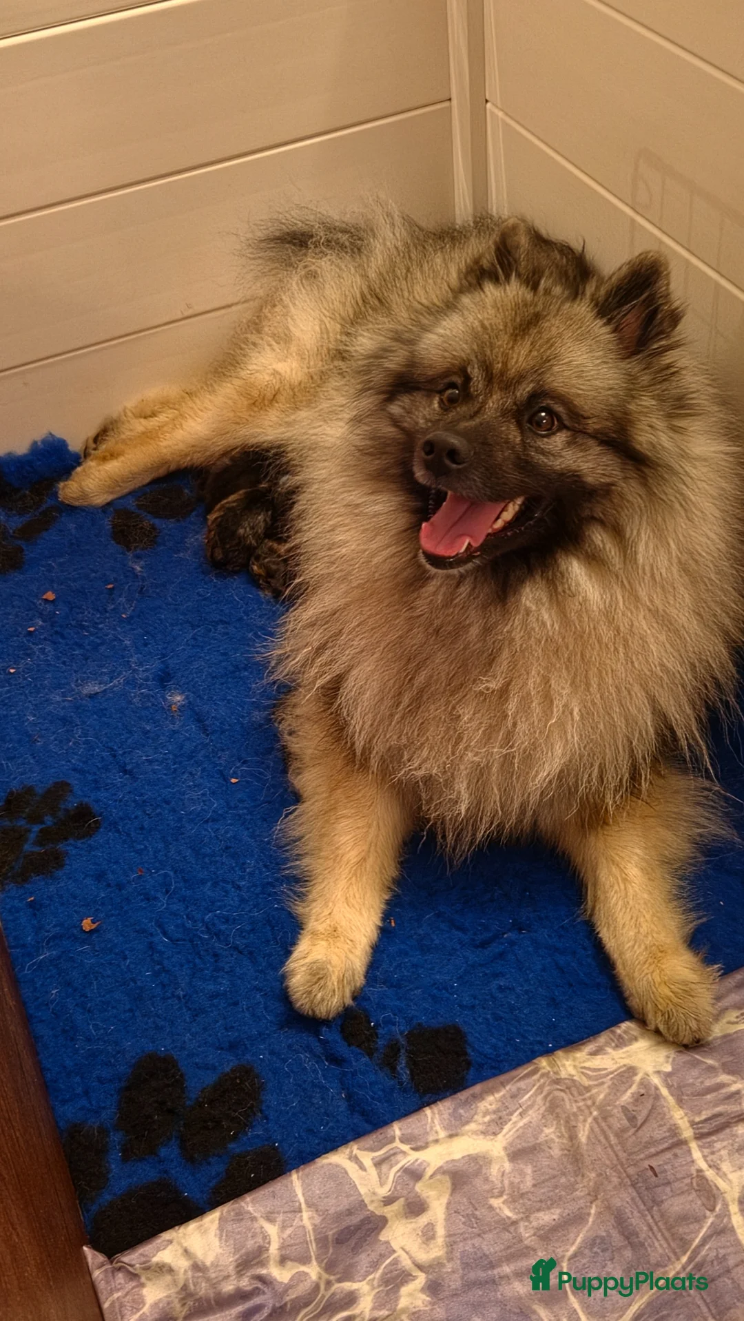 Keeshond honden te koop: Grote grijze keeshond puppy's  - Advertentie 2
