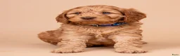 Cockapoo honden te koop: Gastgezin gezocht voor cockapoo reutje  - Advertentie 2