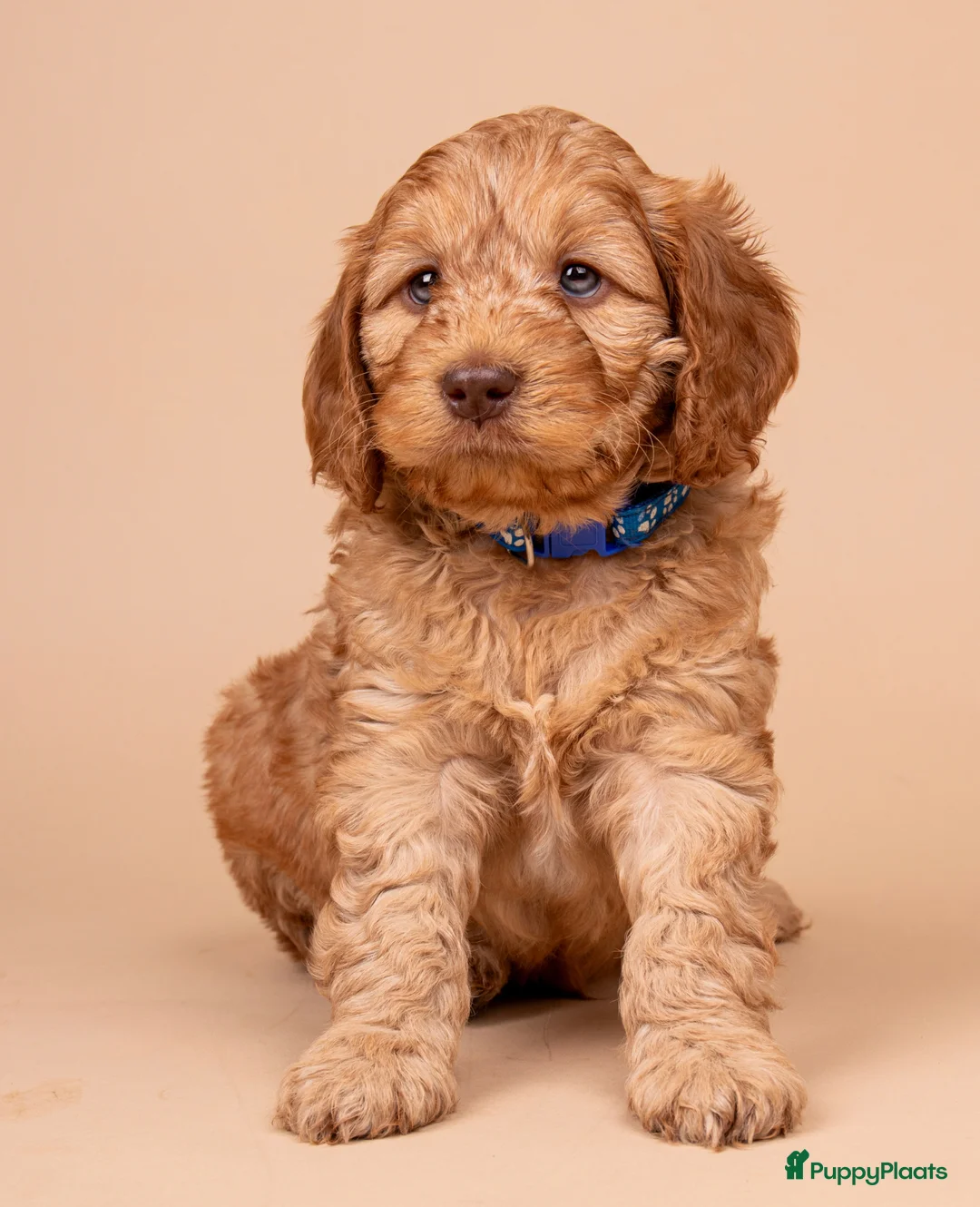 Cockapoo honden te koop: Gastgezin gezocht voor cockapoo reutje  - Advertentie 2