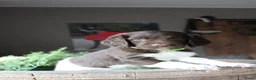 Heidewachtel honden te koop: Heidewachtel pups Kleine Münsterlander, nog 1 reu - Advertentie 4