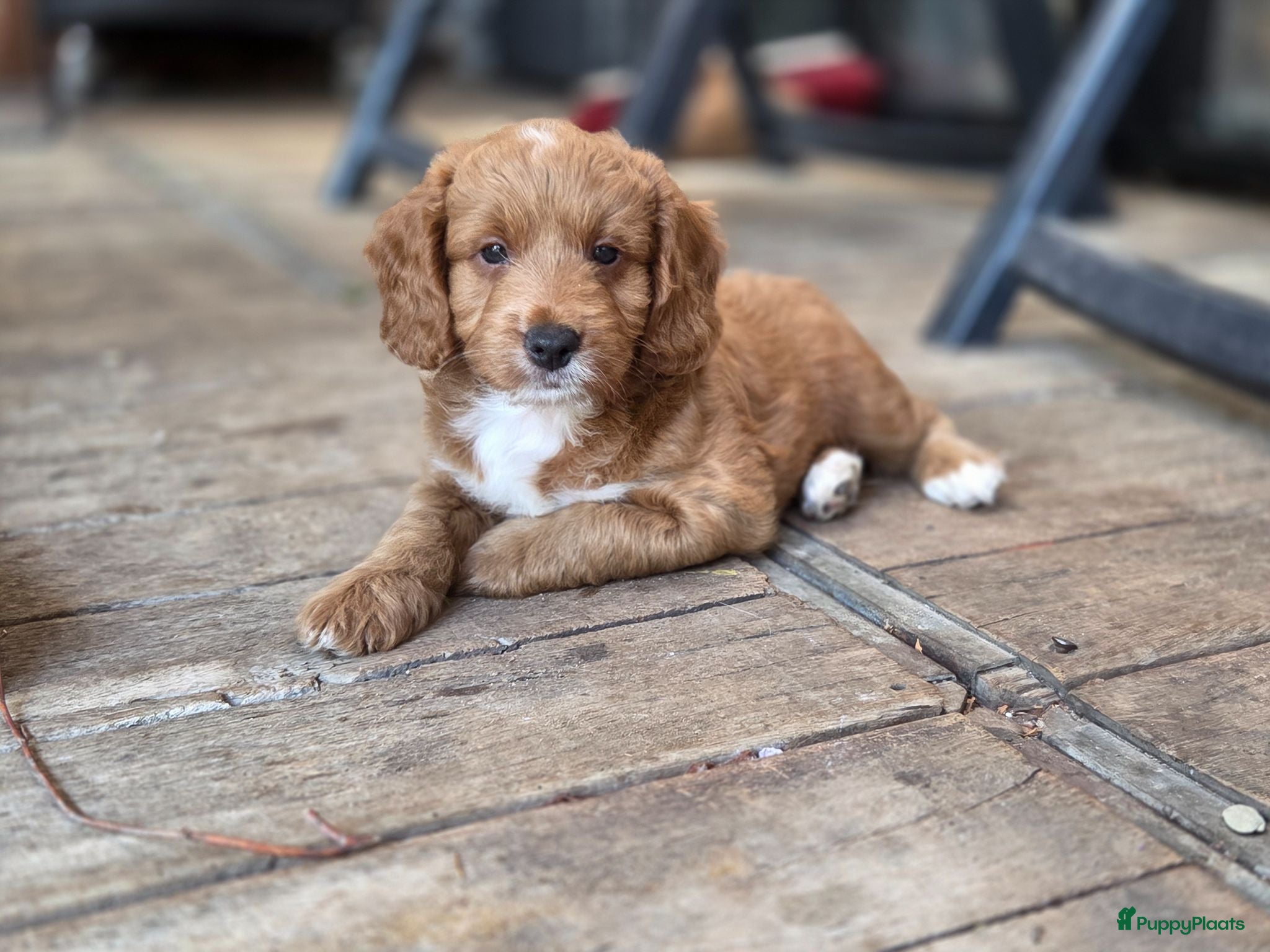 Cockapoo honden Cockapoo pups mogen het nestje verlaten - Advertentie 1