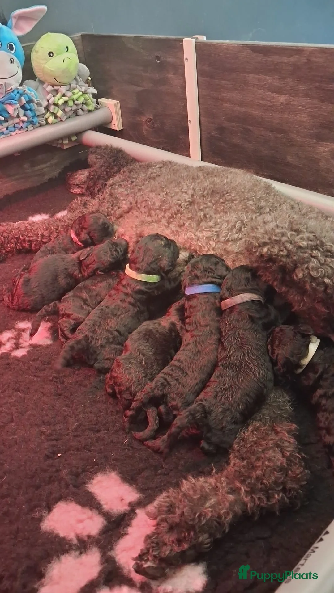 Poedel honden te koop: Prachtig nest zwarte Grote Poedel reutjes! - Advertentie 1