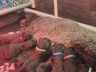 Poedel honden Prachtig nest zwarte Grote Poedel reutjes! - Advertentie 17