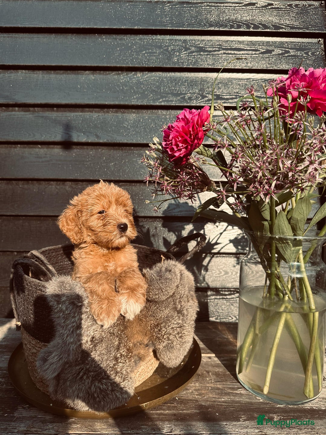Labradoodle honden te koop: Labradoodle  - Afbeelding 9