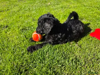 Labradoodle honden Labradoodle Pup ❤️ 1 teefje beschikbaar! - Advertentie 1