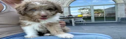 Kruising honden te koop: Miniature Aussiedoodle  - Advertentie 5
