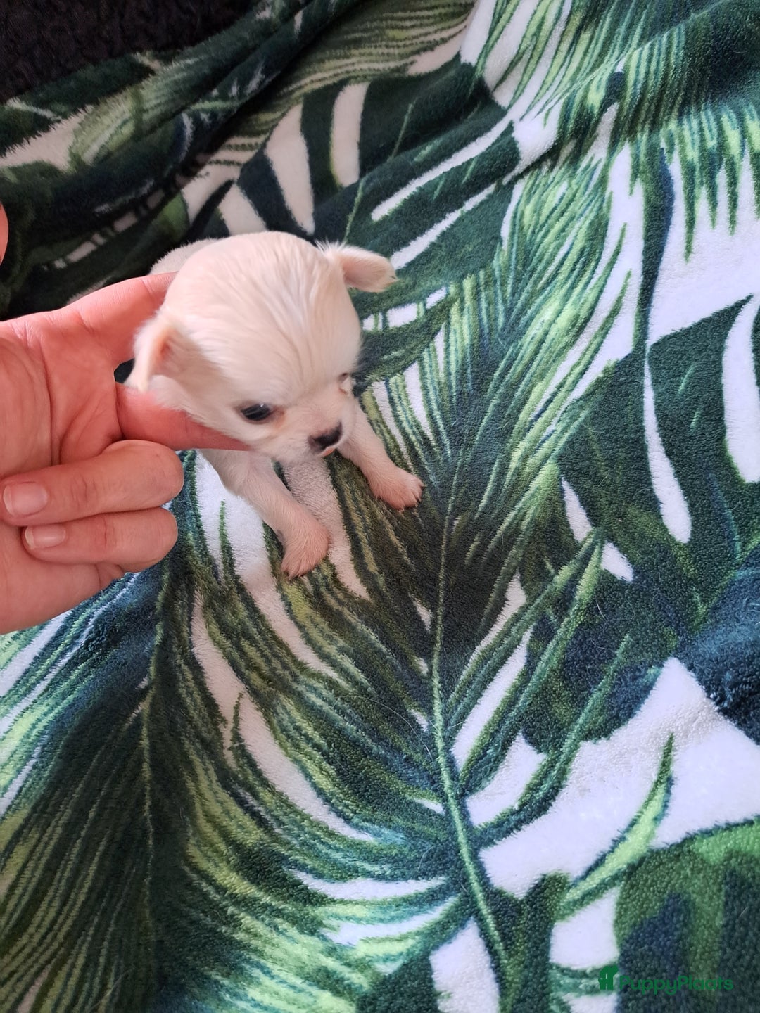 Chihuahua honden te koop: Mooi nestje chihuahua pups - Advertentie 4