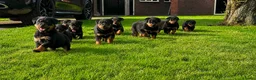 Rottweiler honden te koop: Mooie rottweiler pups tekoop - Advertentie 7