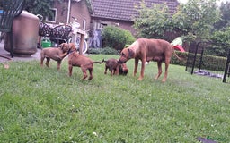 Rhodesian Ridgeback honden te koop: Super schattige Rhodesian Ridgeback pups te koop! in Sint-Michielsgestel - Afbeelding 26