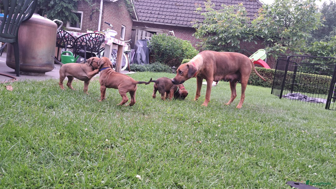 Rhodesian Ridgeback honden te koop: Super schattige Rhodesian Ridgeback pups te koop! in Sint-Michielsgestel - Afbeelding 26