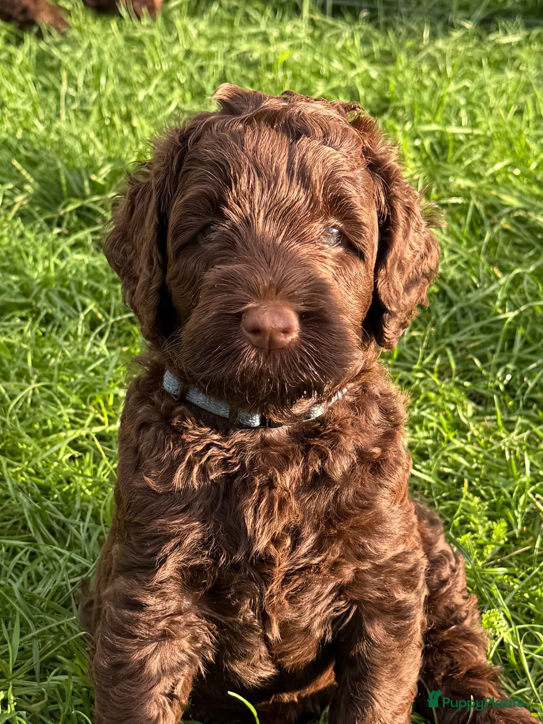 Labradoodle honden te koop: Multigen medium chocolade labradoodle pups - Advertentie 1