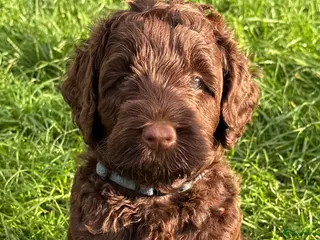 Labradoodle honden Multigen medium chocolade labradoodle pups - Advertentie 6