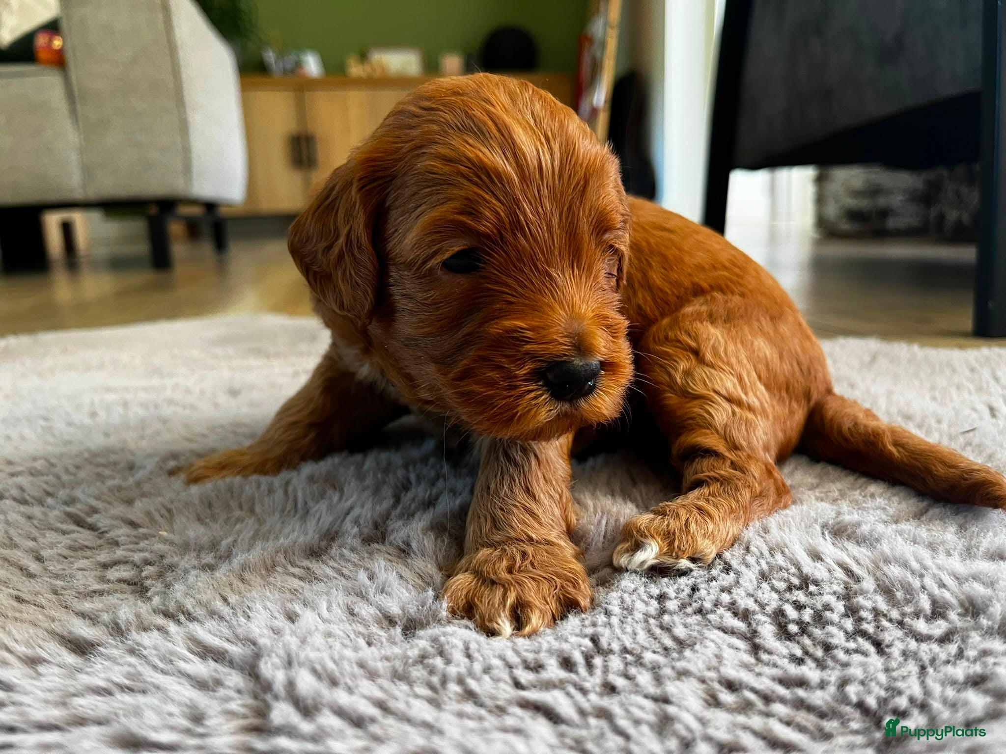 Australian Labradoodle honden te koop: Australian labradoodle pups - Advertentie 17