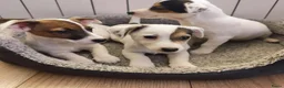 Jack Russel Terriër honden te koop: Jack Russell pups zoeken  - Advertentie 3