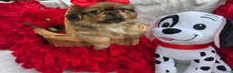Pekingees honden te koop: Heel mooi Pekinees reutje - Advertentie 10