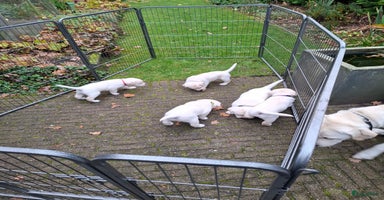 Labrador Retriever honden Blonde labrador puppy's te koop  - Advertentie 3