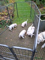Labrador Retriever honden Blonde labrador puppy's te koop - Advertentie 8