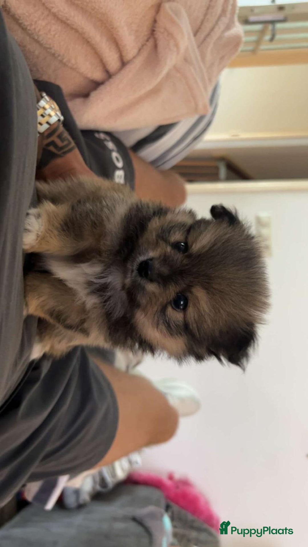 Pomchi honden te koop: Mooie pomchi pups - Afbeelding 5