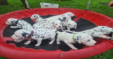 Dalmatiër honden - Advertentie 16