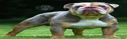 Engelse Bulldog honden te koop: Engelse bulldog puppies - Advertentie 11