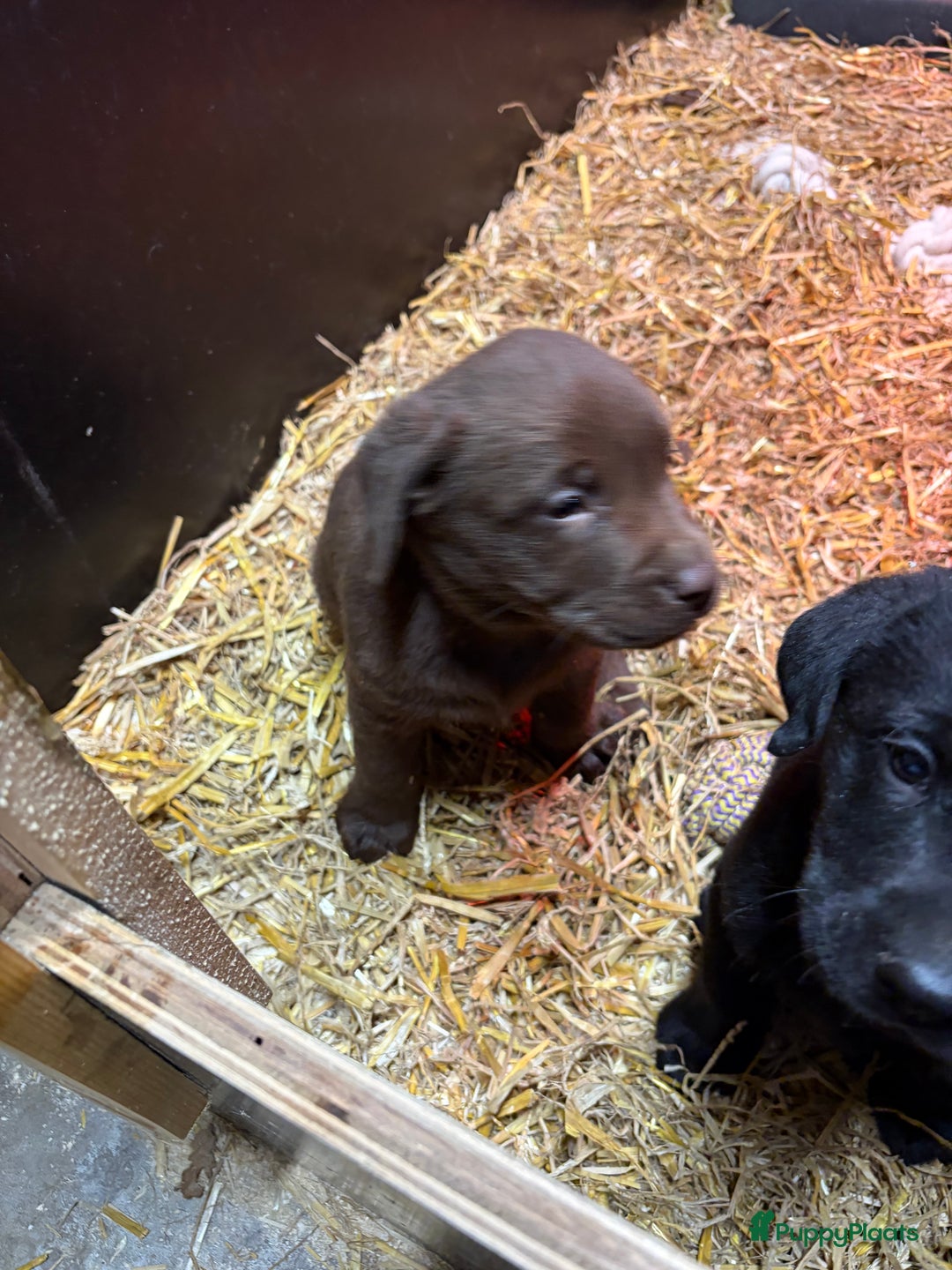Labrador Retriever honden te koop: Nog 1 Lievebruine labrador pup te koop - Advertentie 15