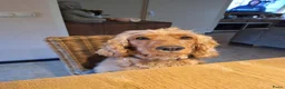 Engelse Cocker Spaniel honden te koop: Engelse cockerspaniel pup vrouwelijk - Advertentie 4