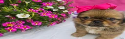 Pekingees honden te koop: Heel mooi Pekinees reutje - Advertentie 30