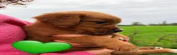 Kruising honden te koop: Lieve Irish Toller pups (Toller x Setter) - Advertentie 18