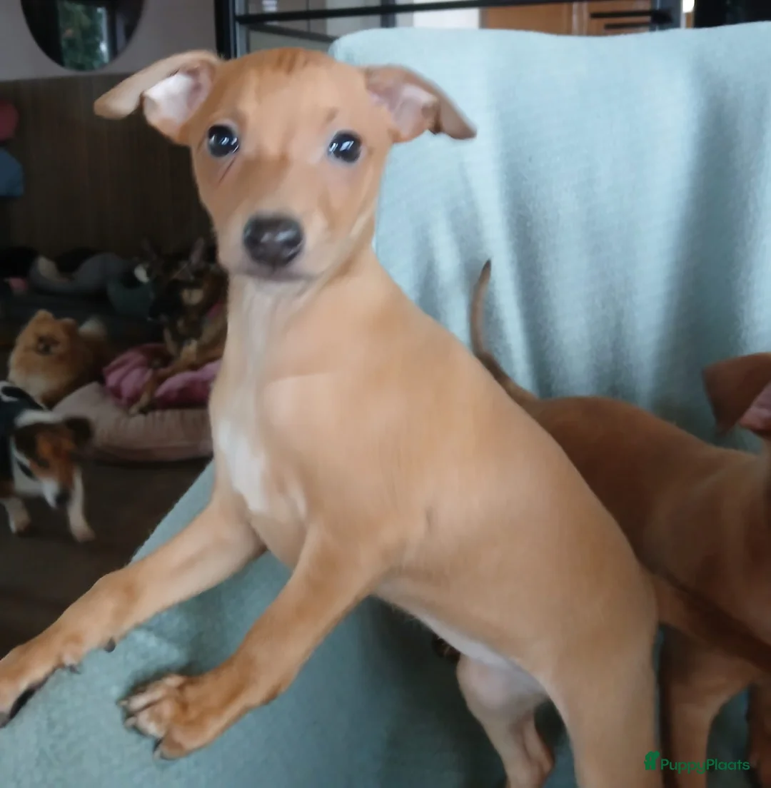 Italiaans Windhondje honden te koop: Italiaanse windhondjes zoeken gouden mandje - Advertentie 4