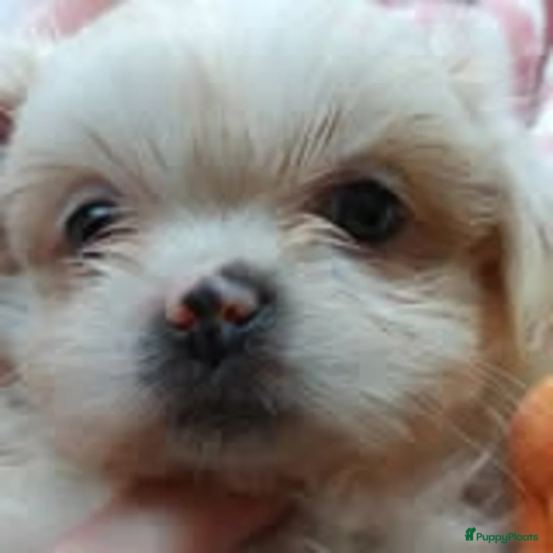 Kruising honden te koop: Boomer pups bijna 8 weken oud - Advertentie 33