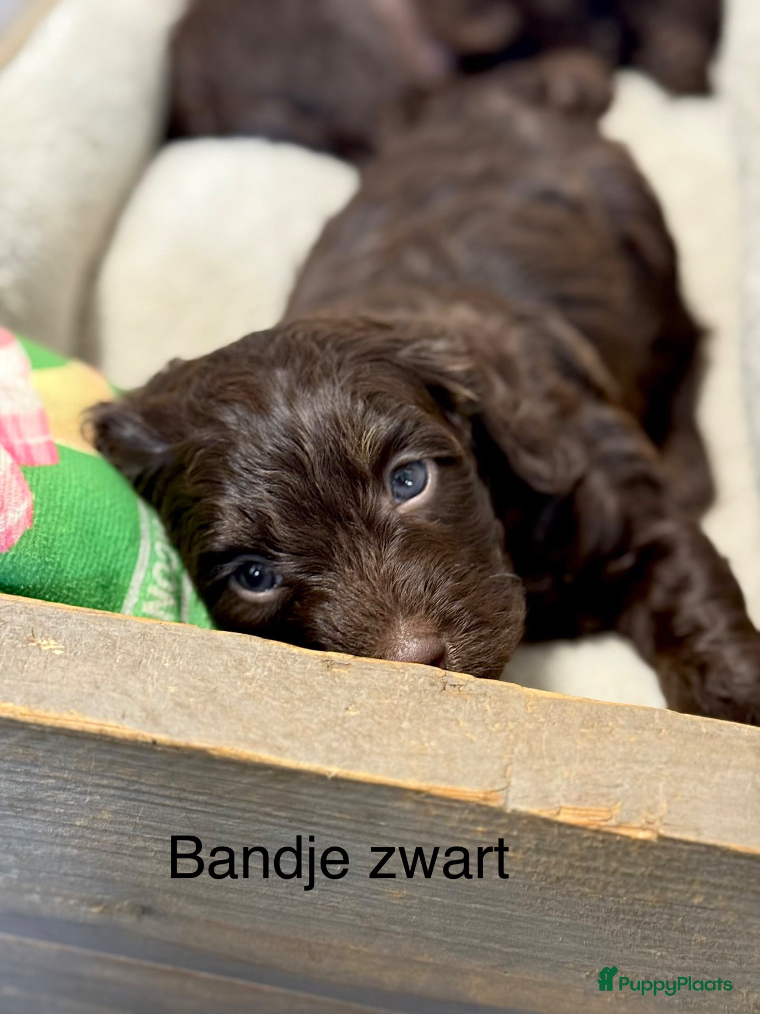 Labradoodle honden Labradoodle pups  - Advertentie 1