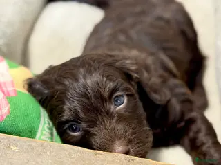 Labradoodle honden Labradoodle pups - Advertentie 1
