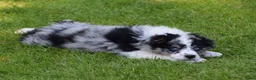Australian Shepherd honden te koop: Knappe Miniature American Shepherd (MAS) pups - Advertentie 5
