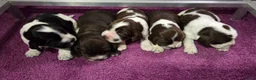 Engelse Cocker Spaniel honden te koop: Engelse Cockerspaniel pups met Stamboom. - Advertentie 12