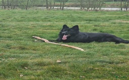Duitse Herder honden ter dekking: Ermin von Skorpionblut  - Afbeelding 2