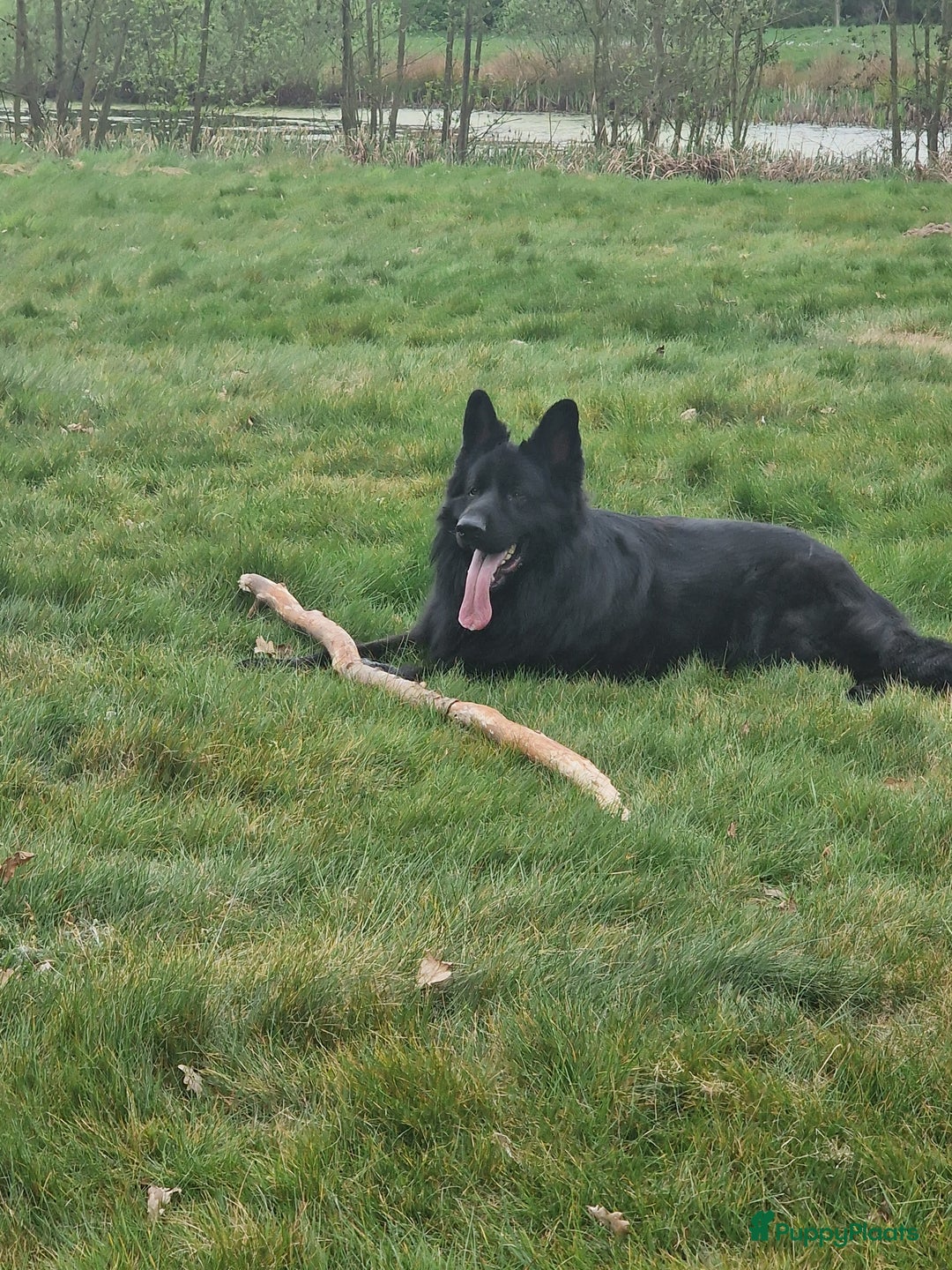 Duitse Herder honden ter dekking: Ermin von Skorpionblut  - Afbeelding 2