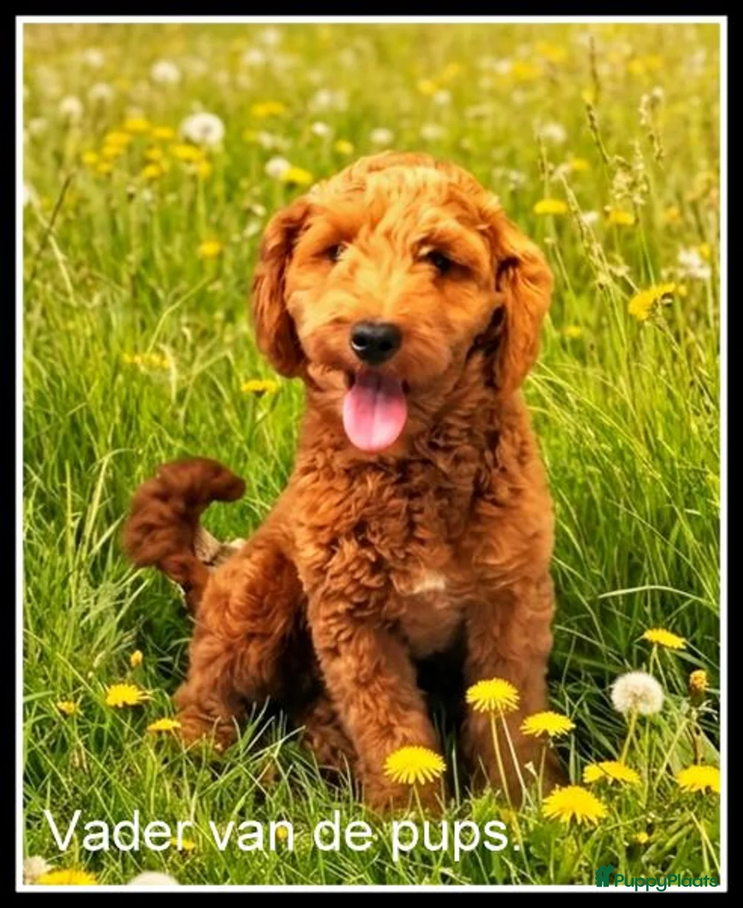 Kruising honden te koop: Boompoo F1b pups. Boomer x Poedel - Advertentie 14