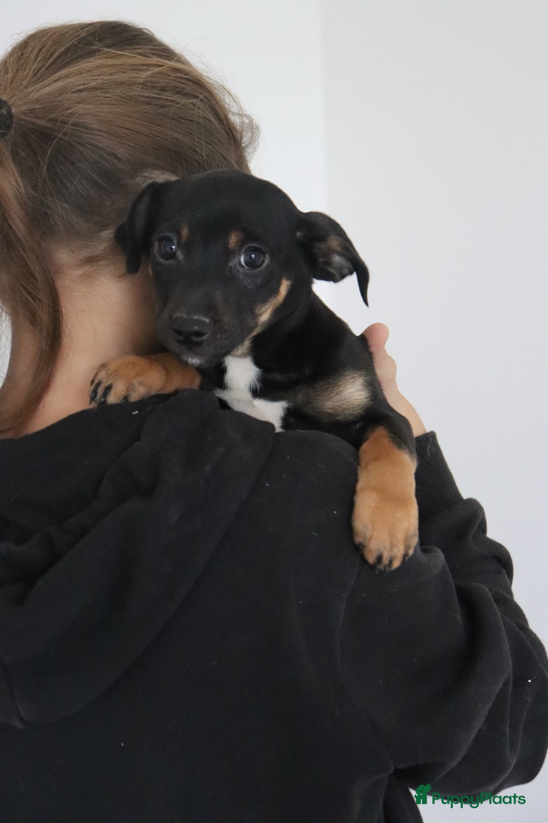 Jack Russel Terriër honden te koop: lieve Jack Russel pups  - Advertentie 26