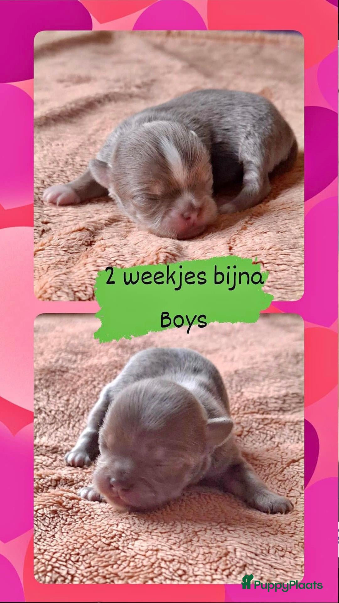 Chihuahua honden Lilac chihuahua pups - Advertentie 5