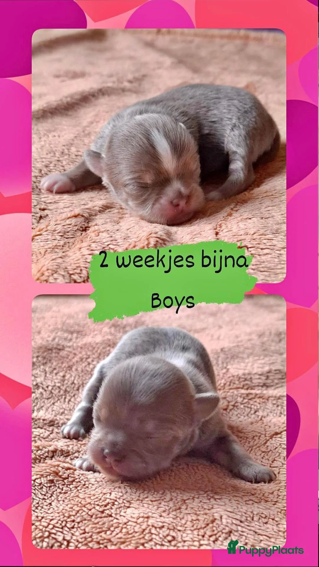 Chihuahua honden te koop: Lilac chihuahua pups - Advertentie 1