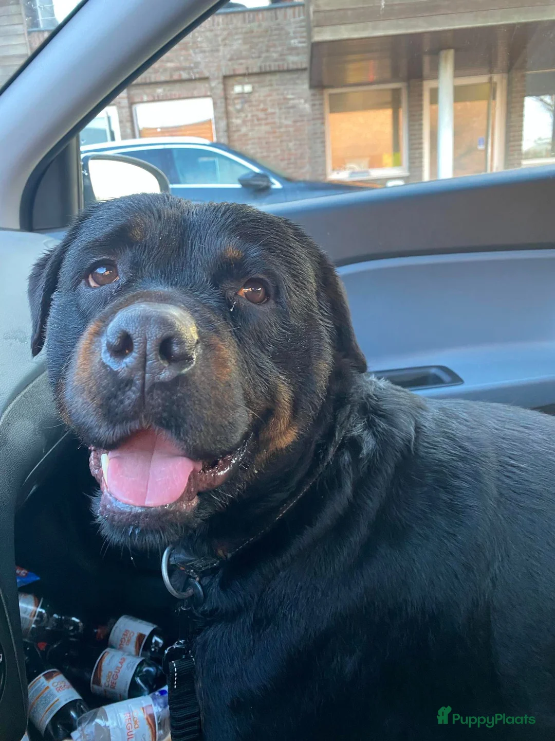 Rottweiler honden ter adoptie: rottweiler reu (barry) 8j moet weg! - Advertentie 1