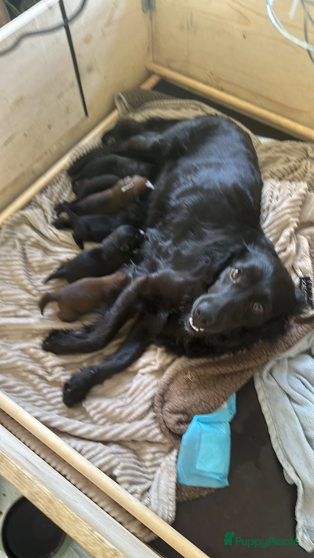 Kruising honden te koop: Mooie en lieve kruising gezinshonden (pups) in Weerselo - Advertentie 2
