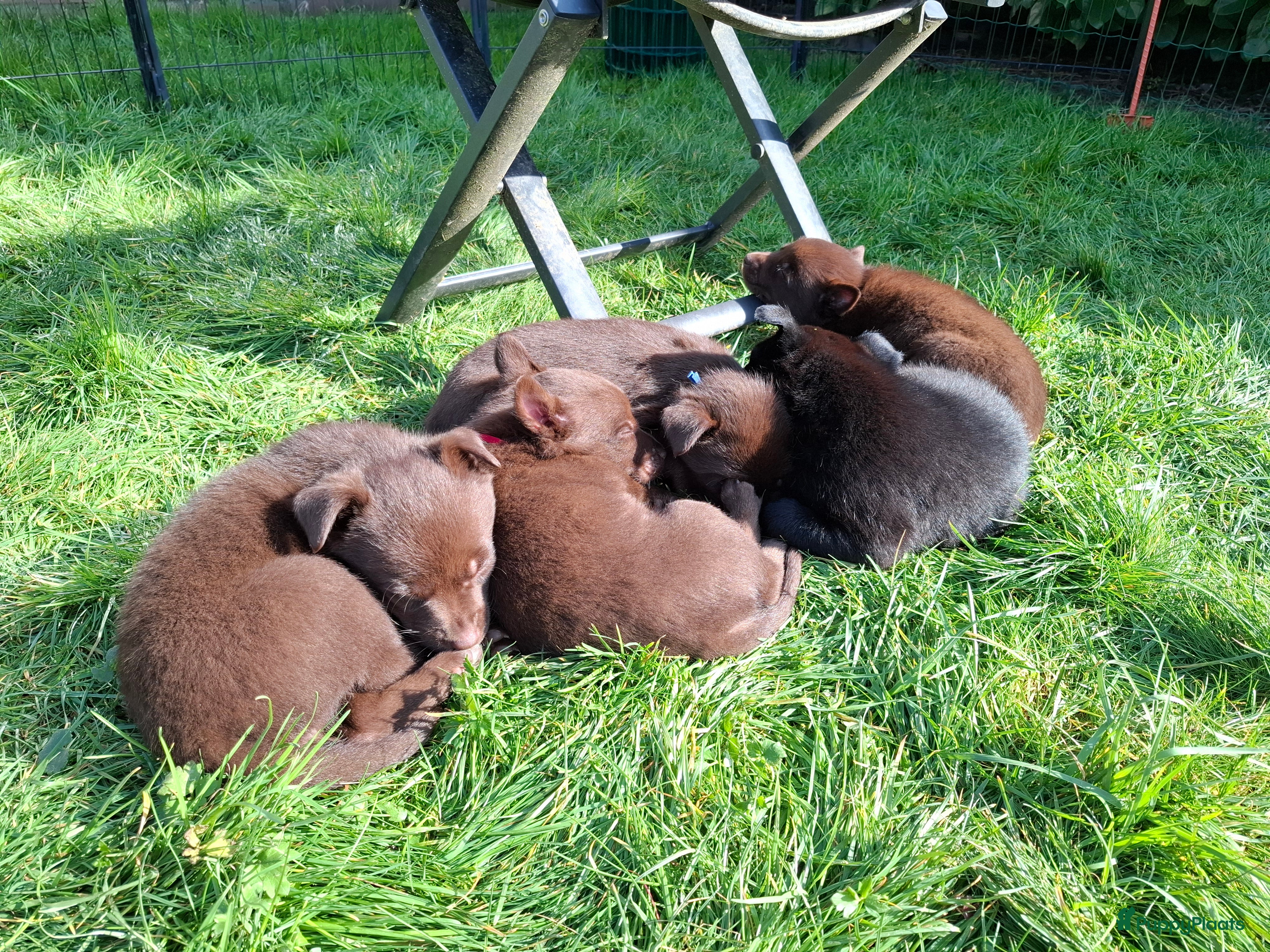 Australian Kelpie honden Mooie Australian Kelpie pups - Advertentie 1