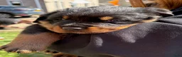 Kruising honden te koop: Berner SennerxRottweiler puppy's in Dalfsen - Advertentie 3