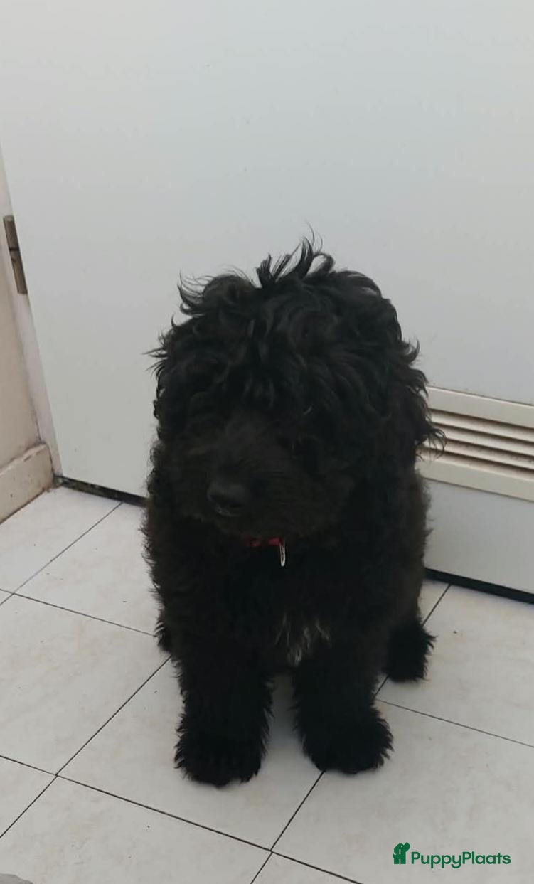 Labradoodle honden te koop: Leuke Reu zoekt gouden mand - Advertentie 16