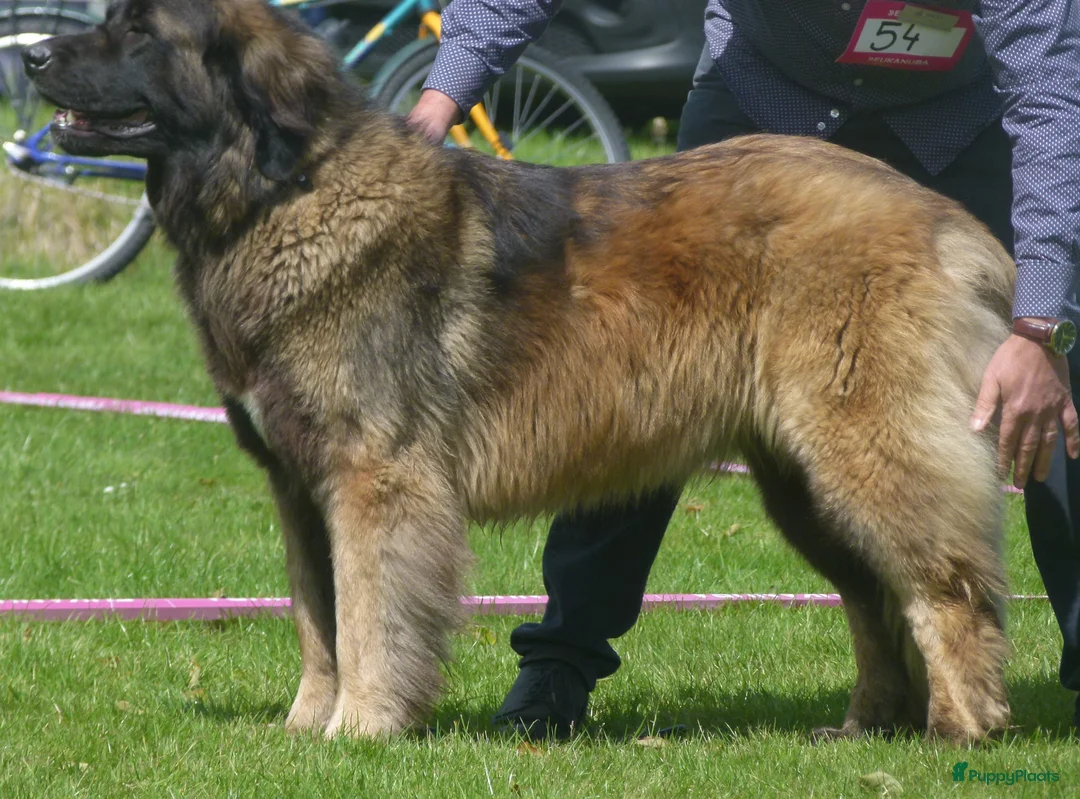 Leonberger honden te koop: Leonberger pups (teefjes)uit bijzondere combinatie - Advertentie 10