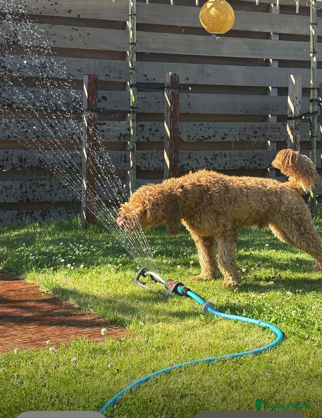 Australian Labradoodle honden te koop: Australian labradoodle (medium) - Advertentie 20