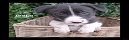 Border Collie honden te koop: Lieve border collie pups - Advertentie 10